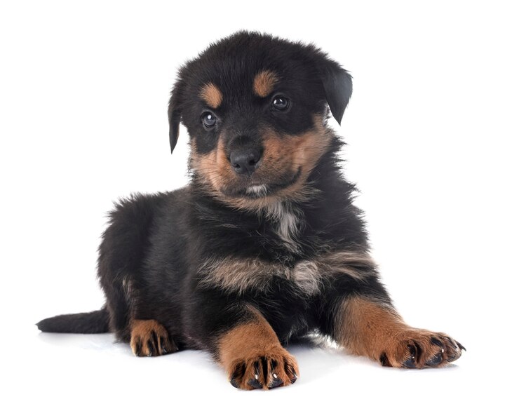 Zdjęcie szczeniak rottweiler w studio