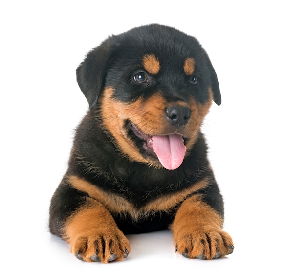 szczeniak rottweiler w studio