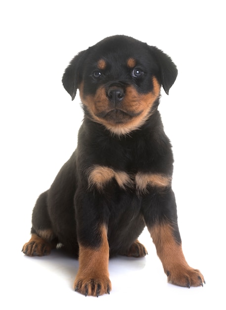 szczeniak rottweiler w studio