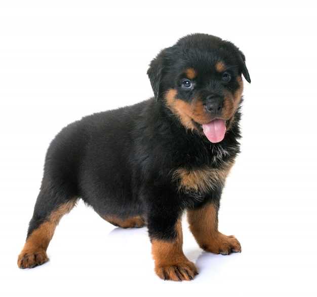 szczeniak rottweiler w studio
