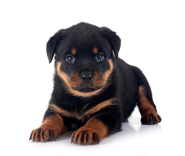 szczeniak rottweiler w studiu