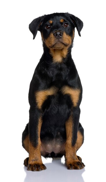 Szczeniak Rottweiler