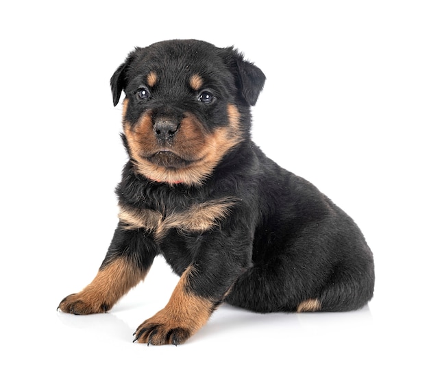 Szczeniak Rottweiler