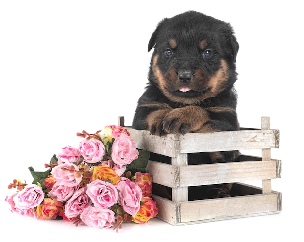 Szczeniak Rottweiler