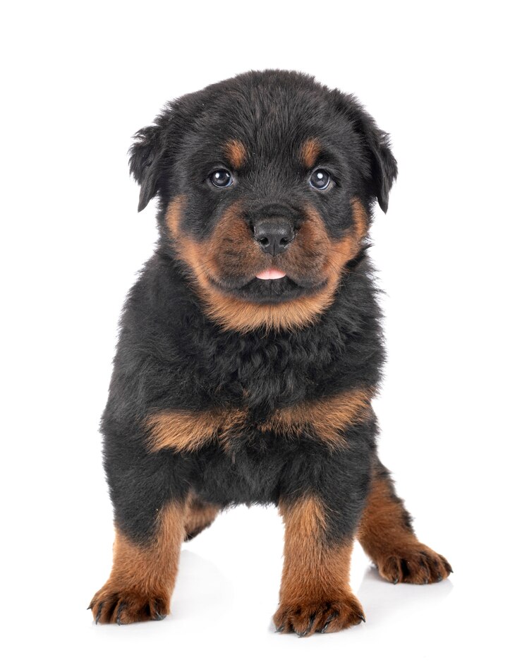Zdjęcie szczeniak rottweiler
