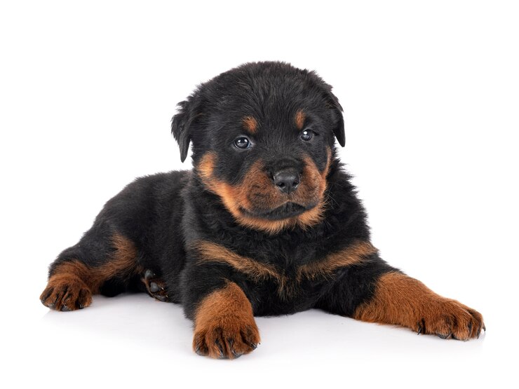 Zdjęcie szczeniak rottweiler