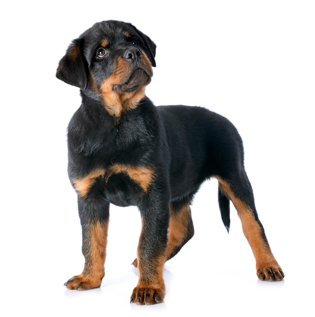 Szczeniak Rottweiler