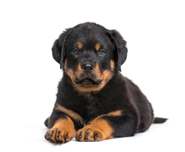 Szczeniak Rottweilera 10 tygodni patrząc na kamerę na białym grzbiecie