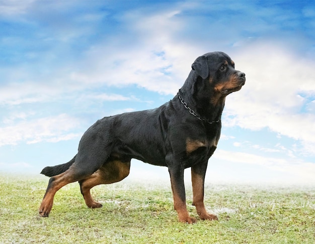 Szczeniak rottweilera w przyrodzie