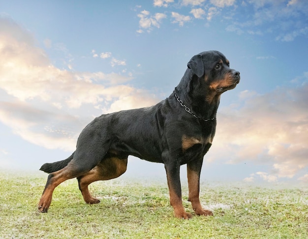 Szczeniak rottweilera w przyrodzie