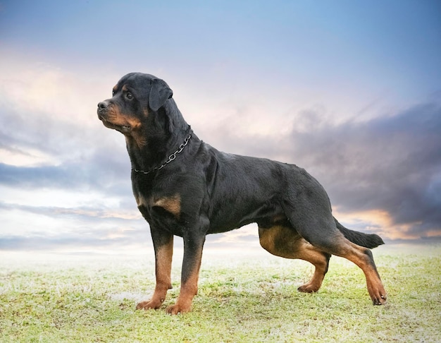 szczeniak rottweilera w przyrodzie