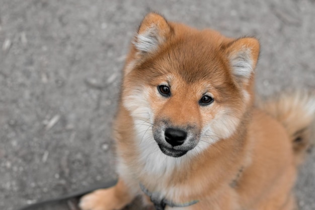 Szczeniak Shiba Inu patrzący w kamerę Japoński puszysty pies shiba inu