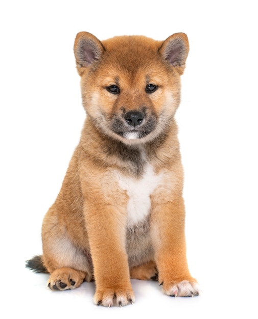 szczeniak shiba inu