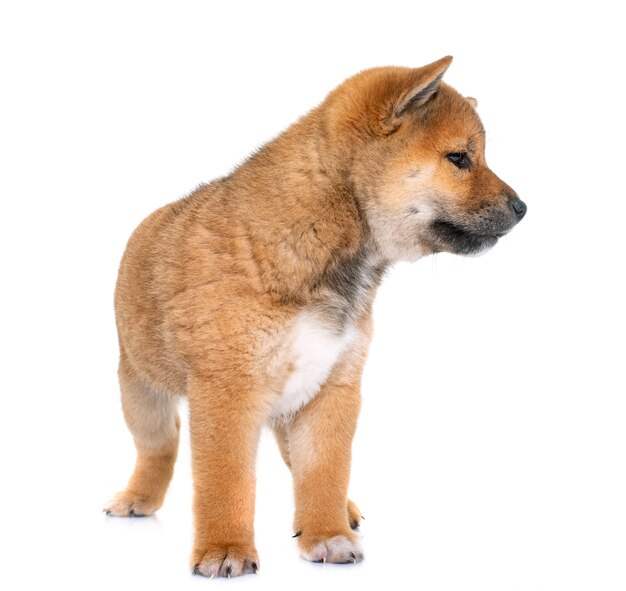 szczeniak shiba inu