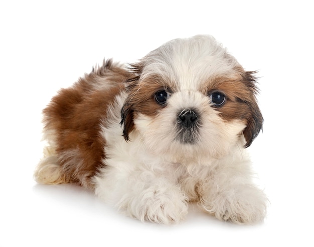 Szczeniak Shih Tzu na białym tle