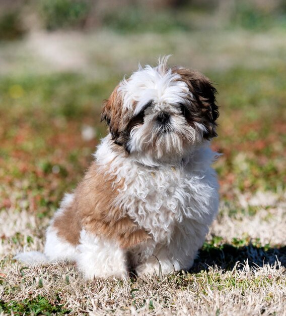 Szczeniak Shih Tzu na świeżym powietrzu