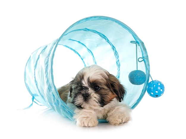 szczeniak shih tzu w studio