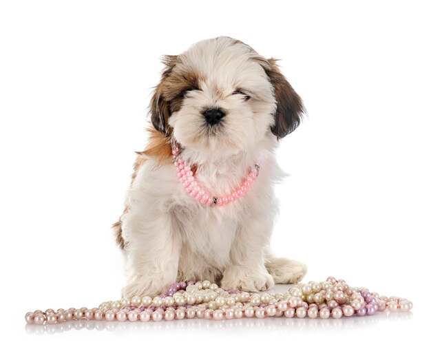 Szczeniak Shih Tzu W Studio