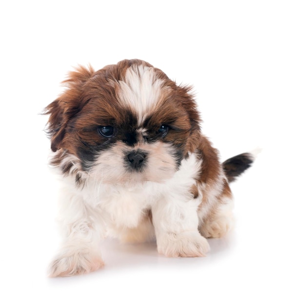 Szczeniak Shih Tzu w studiu