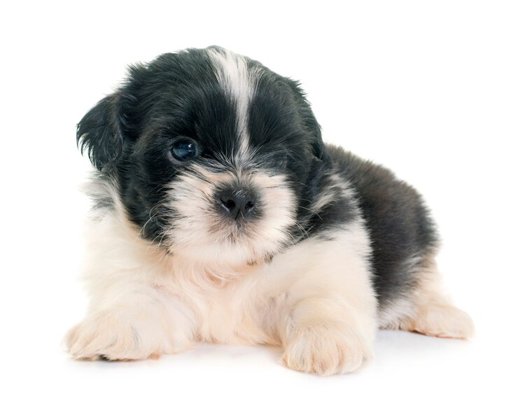 Zdjęcie szczeniak shih tzu
