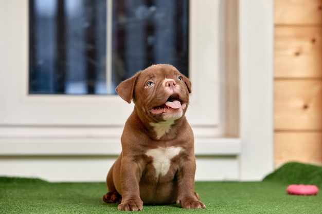 Szczeniak siedzący na trawie Amerykański bully puppy Pies Zabawny i słodki