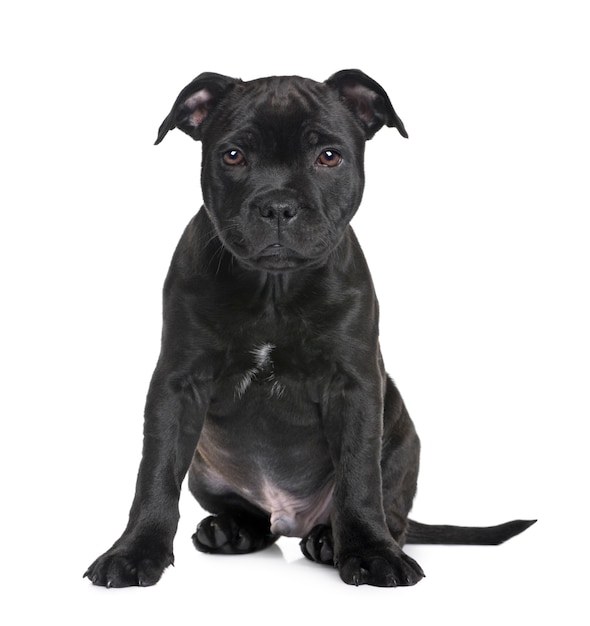 Szczeniak Staffordshire Bull Terrier z 2 miesiącami. Portret psa na białym tle