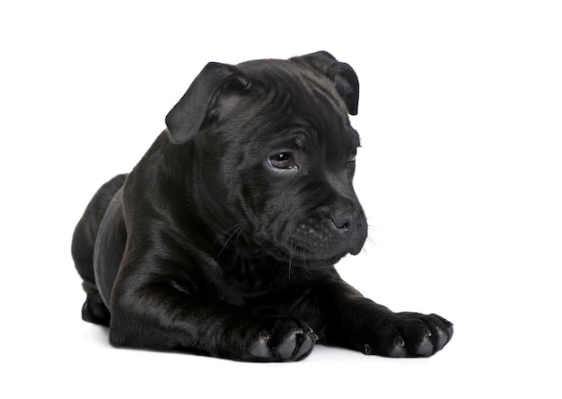 Szczeniak Staffordshire Bull Terrier z 2 miesiącami. Portret psa na białym tle