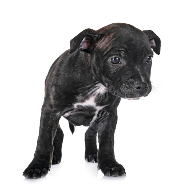 Szczeniak Staffordshire Bull Terrier