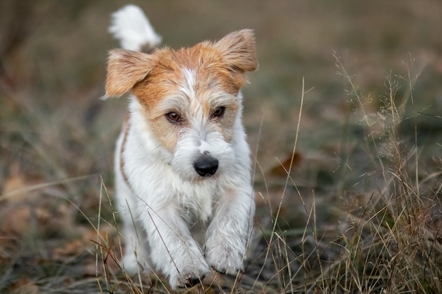 Szczeniak szorstkowłosy Jack Russell Terrier biegający po trawie o zmierzchu