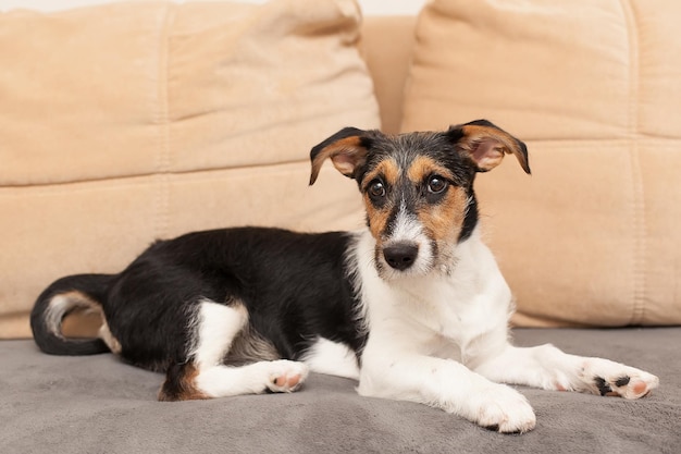 Szczeniak szorstkowłosy Jack Russell Terrier na beżowej kanapie tekstylnej patrzy w kamerę Mały piesek z ciemną sierścią i śmiesznymi plamami na sierści siedzi w domu na kanapie