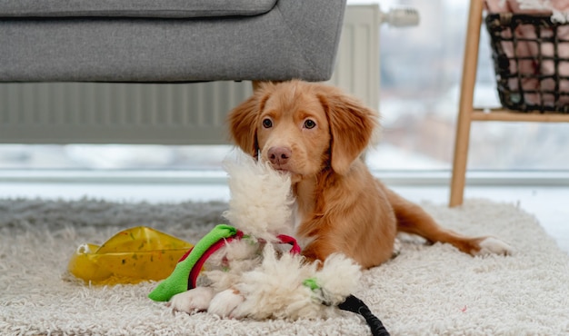 Szczeniak toller zabawy z psimi zabawkami na dywanie w domu