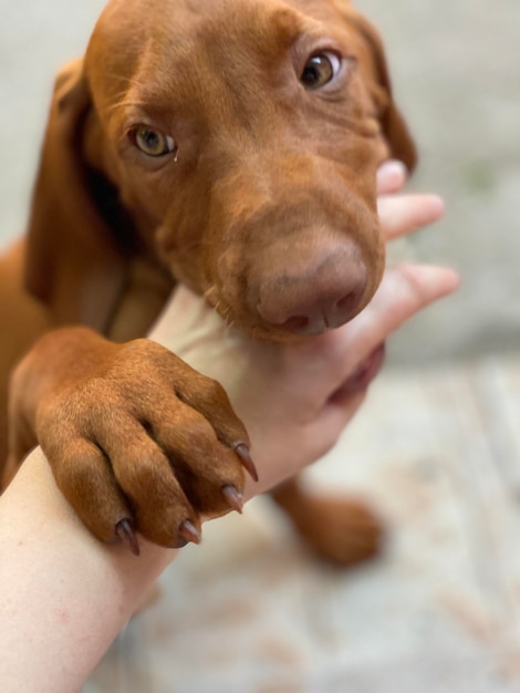 Zdjęcie szczeniak vizsla