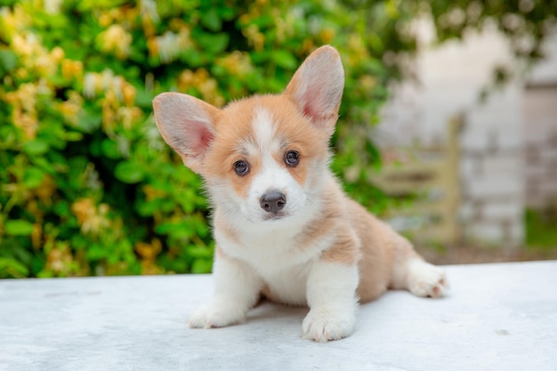 Szczeniak walijski corgi latem na tle kalendarza kwiatów