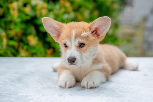 Szczeniak walijski corgi latem na tle kalendarza kwiatów