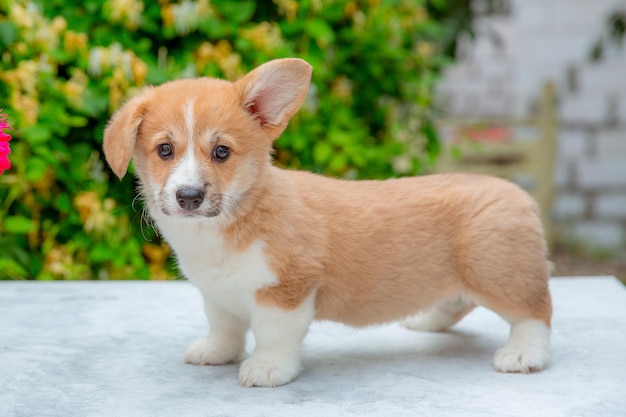 Szczeniak walijski corgi latem na tle kalendarza kwiatów