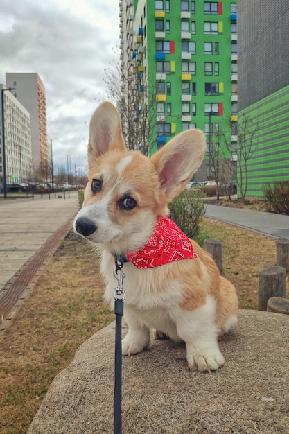 Szczeniak walijski corgi pembrok