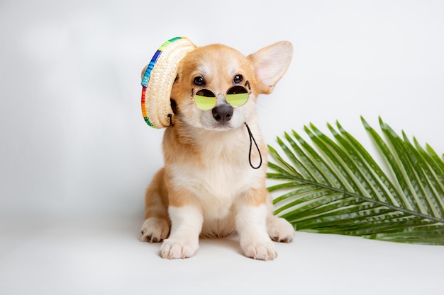 szczeniak walijskiego corgi siedzi na białym tle w okularach przeciwsłonecznych i słomkowym kapeluszu, odpoczywa