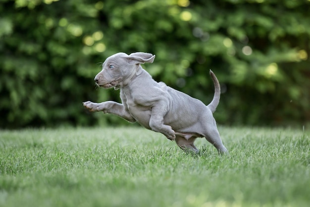 Zdjęcie szczeniak weimaranera biegający po trawie