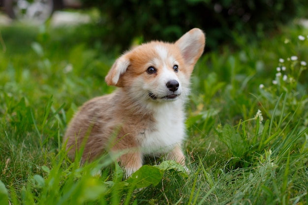 Szczeniak Welsh Corgi chodzić po trawie