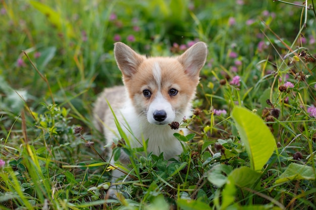 Szczeniak Welsh Corgi chodzić po trawie