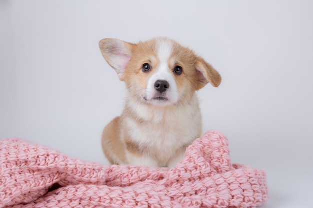 Szczeniak Welsh corgi na białym tle słodkie zwierzęta domowe