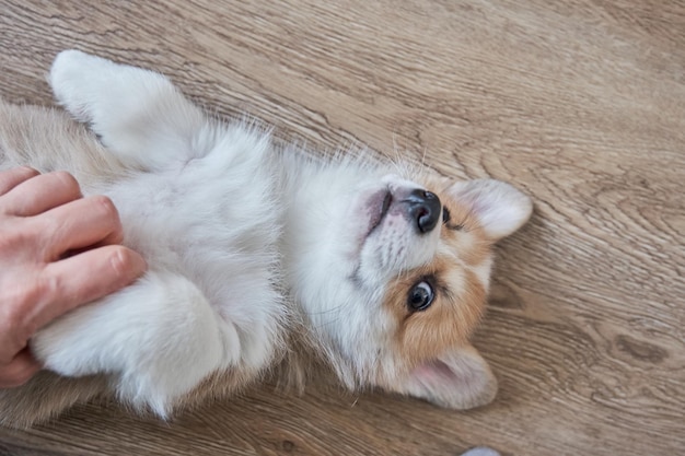 Szczeniak Welsh Corgi Pembroke śpi w koszu