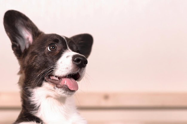 Szczeniak Welsh corgi Pembroke Uśmiechnięty rasowy pies Motywy zwierzęce Pet