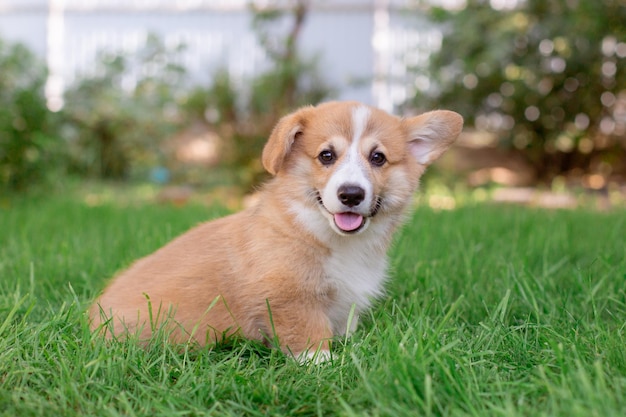 szczeniak Welsh corgi siedzi na trawie na spacer