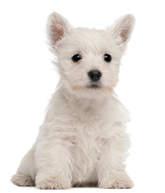 Szczeniak West Highland Terrier, 7 tygodni,