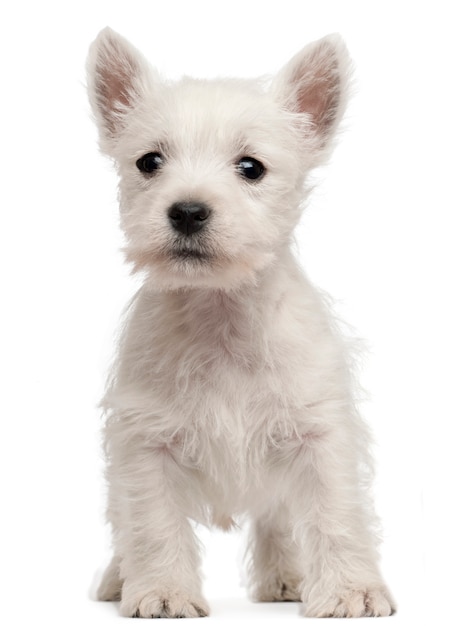 Szczeniak West Highland Terrier, 7 tygodni,