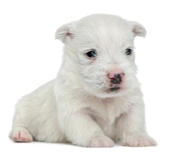 Szczeniak West Highland White Terrier (4 Tygodnie)