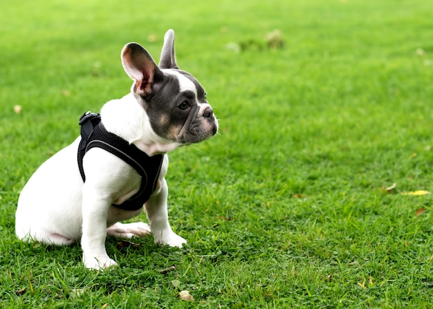 Szczeniak White French Bulldog Na Spacer Siedząc Na Trawie Latem