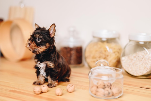 Szczeniak Yorkshire Terrier siedzący na drewnianym stole w kuchni Wielokolorowy terier odwraca wzrok