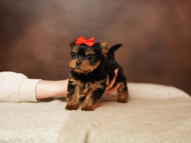 Zdjęcie szczeniak yorkshire terrier siedzi w ramionach kobiety na brązowym tle słodki pies kopiuj przestrzeń